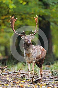 Fallow deer standing in the forest in the summer with space for text.