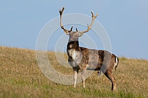 Fallow deer standing on grassland in autumn with blue sky