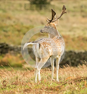 Fallow deer standing in long grass