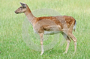 Fallow deer