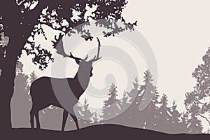 Fallow deer standing under a deciduous tree with coniferous fore photo