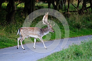 Fallow-deer on the street