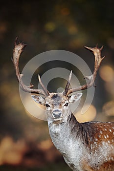 Fallow deer in SÃ¶dra Lunden, Ottenby