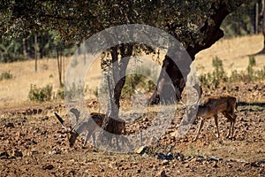Fallow deer in their natural environment photo