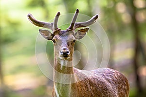 Fallow deer torso photo