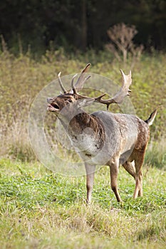 Fallow deer walking on grassland in autumn in vertical shot