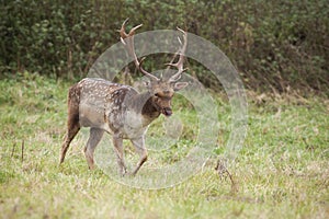 Fallow deer walking on green meadow in autumn nature