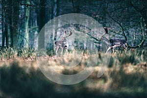 Fallow deer walking in tall grass in forest.