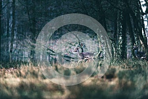 Fallow deer walking in tall grass in forest.