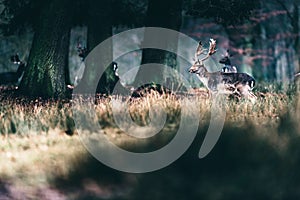 Fallow deer walking in tall grass in forest.