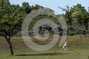 Fallow deer whit baby in nature