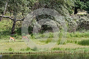 Fallow deer whit baby in nature
