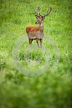 Fallow deer wild ruminant mammal on pasture