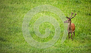 Fallow deer wild ruminant mammal on pasture