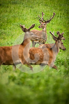 Fallow deer wild ruminant mammal on pasture photo