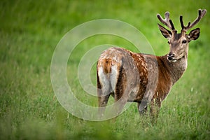 Fallow deer wild ruminant mammal on pasture photo