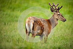 Fallow deer wild ruminant mammal on pasture photo