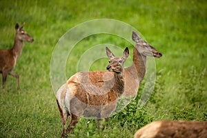 Fallow deer wild ruminant mammal on pasture photo