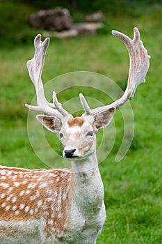 Fallow deer in the wilderness