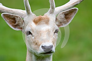 Fallow deer in the wilderness