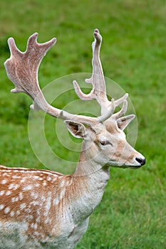 Fallow deer in the wilderness