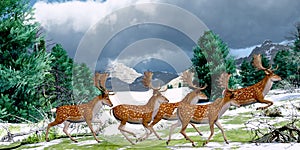 Fallow Deer Winter