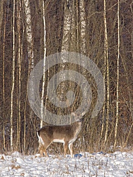 Fallow deer in the winter forest