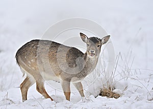 Fallow deer in winter snow