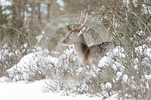 Fallow deer in wintertime
