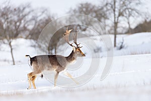 Fallow deer in wintertime