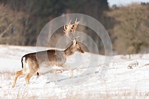 Fallow deer in wintertime