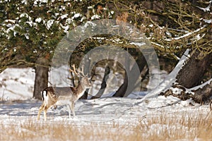 Fallow deer in wintertime
