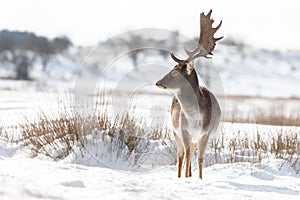 Fallow deer in wintertime