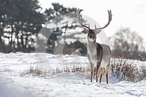 Fallow deer in wintertime