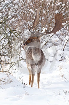 Fallow deer in wintertime