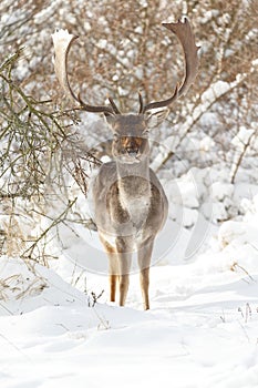 Fallow deer in wintertime