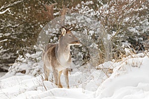 Fallow deer in wintertime