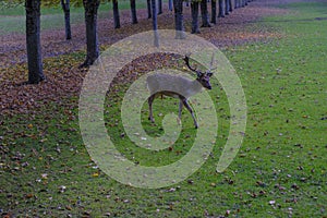 Fallow deer in the woods walking through the tree alley in autumn park. Autumn wildlife nature.