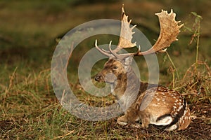 Fallow Deer ( Dama dama) resting in a wooded area.