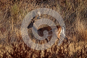 Fallow deer (Dama mesopotamica) in its natural environment. photo