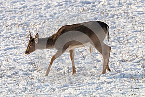 Fallow deer young buck snow winter Dama Dama