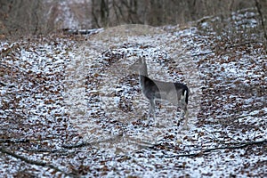 Fallow deer youngster in winter forest