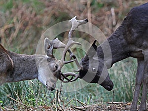 Fallow Deers