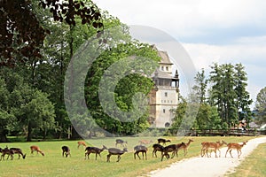 Fallow deers and Blatna castle