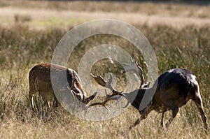 Fallow deers (Dama dama) fighting in Autumn photo