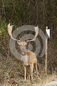 Fallow Deers, Dama dama, hunting reserve sign photo