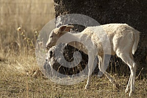 Fallow Deers, Dama dama, Spain, Albino photo