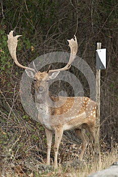 Fallow Deers, Dama dama, Spain, photo