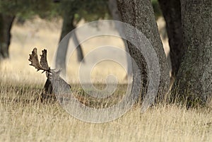 Fallow Deers, Dama dama, Spain photo