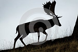 Fallow Deers, Dama dama, Spain photo